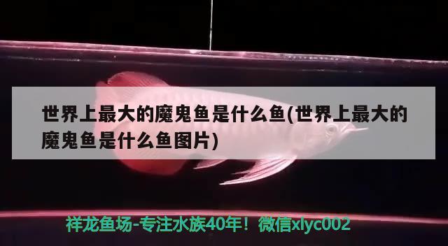 世界上最大的魔鬼魚是什么魚(世界上最大的魔鬼魚是什么魚圖片) 非洲金鼓魚