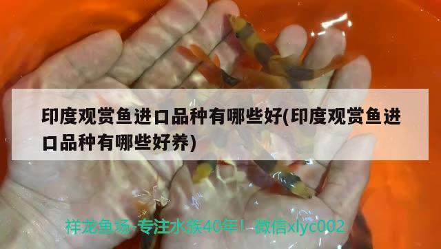 印度觀賞魚進(jìn)口品種有哪些好(印度觀賞魚進(jìn)口品種有哪些好養(yǎng)) 觀賞魚進(jìn)出口