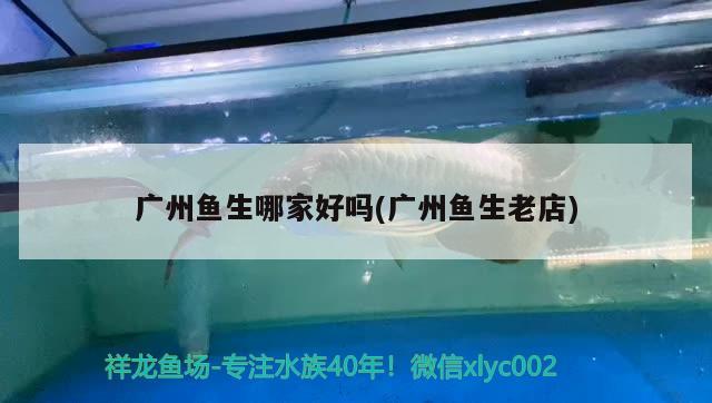 廣州魚生哪家好嗎(廣州魚生老店) 水族雜談