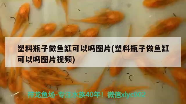 塑料瓶子做魚缸可以嗎圖片(塑料瓶子做魚缸可以嗎圖片視頻) 斑馬狗頭魚