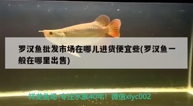 羅漢魚批發(fā)市場在哪兒進貨便宜些(羅漢魚一般在哪里出售) 羅漢魚