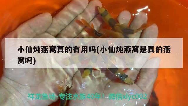 小仙燉燕窩真的有用嗎(小仙燉燕窩是真的燕窩嗎) 馬來西亞燕窩