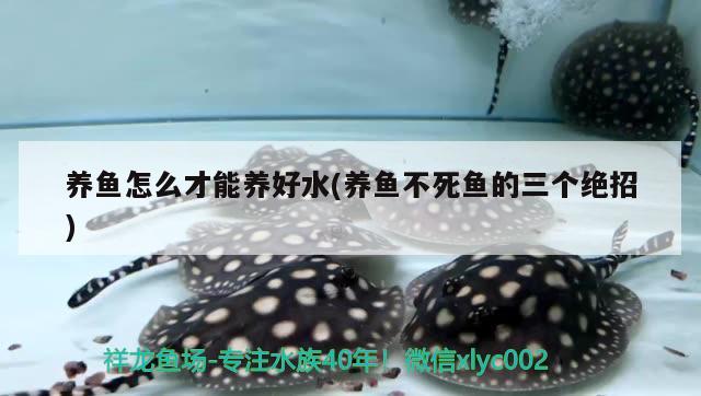 養(yǎng)魚怎么才能養(yǎng)好水(養(yǎng)魚不死魚的三個(gè)絕招)