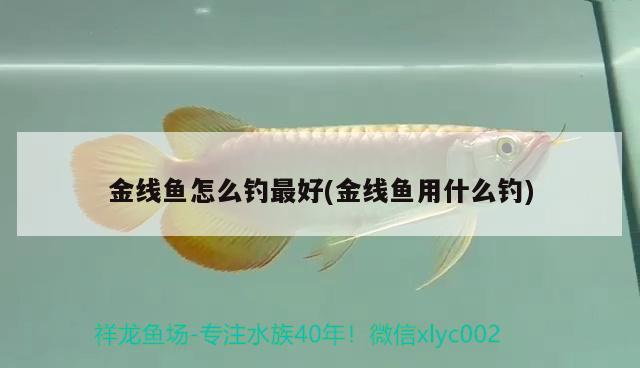 金線魚怎么釣最好(金線魚用什么釣) 垂釣樂園