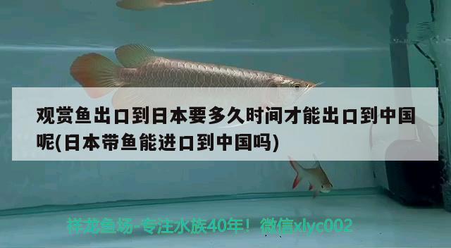 觀賞魚出口到日本要多久時間才能出口到中國呢(日本帶魚能進口到中國嗎) 觀賞魚進出口