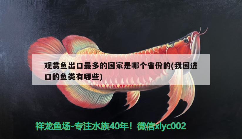 觀賞魚出口最多的國家是哪個省份的(我國進口的魚類有哪些) 觀賞魚進出口