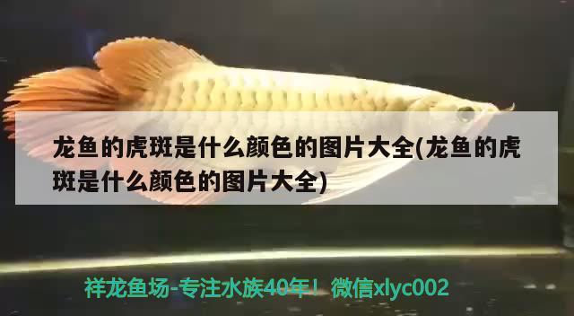 龍魚的虎斑是什么顏色的圖片大全(龍魚的虎斑是什么顏色的圖片大全)