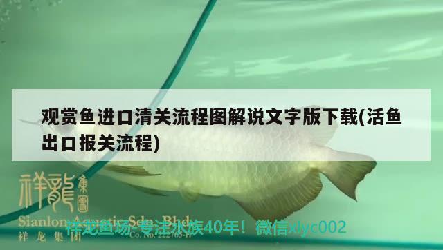 觀賞魚進(jìn)口清關(guān)流程圖解說文字版下載(活魚出口報(bào)關(guān)流程) 觀賞魚進(jìn)出口