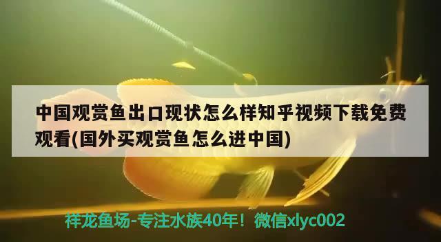 中國觀賞魚出口現(xiàn)狀怎么樣知乎視頻下載免費(fèi)觀看(國外買觀賞魚怎么進(jìn)中國) 觀賞魚進(jìn)出口