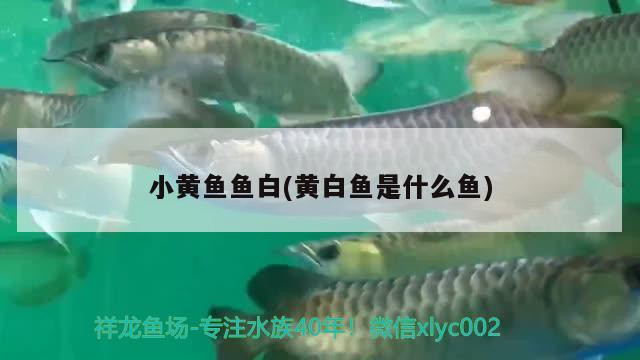 小黃魚(yú)魚(yú)白(黃白魚(yú)是什么魚(yú)) 古典過(guò)背金龍魚(yú)