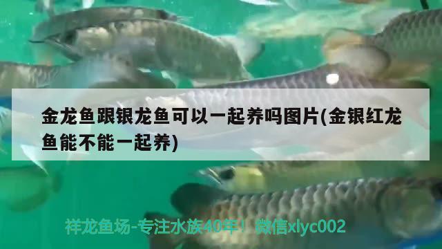 金龍魚(yú)跟銀龍魚(yú)可以一起養(yǎng)嗎圖片(金銀紅龍魚(yú)能不能一起養(yǎng)) 銀龍魚(yú)