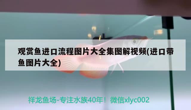 觀賞魚進口流程圖片大全集圖解視頻(進口帶魚圖片大全) 觀賞魚進出口