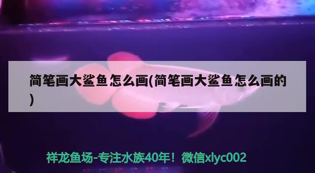 簡筆畫大鯊魚怎么畫(簡筆畫大鯊魚怎么畫的) 祥龍水族醫(yī)院