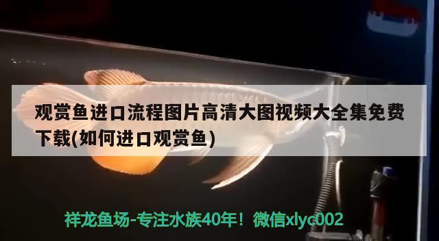 觀賞魚進口流程圖片高清大圖視頻大全集免費下載(如何進口觀賞魚) 觀賞魚進出口