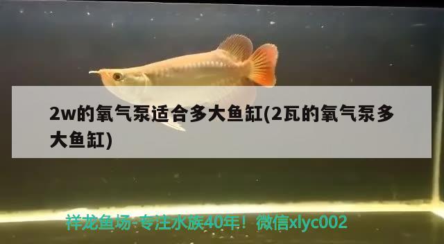 2w的氧氣泵適合多大魚缸(2瓦的氧氣泵多大魚缸) 眼斑魚