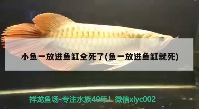 小魚(yú)一放進(jìn)魚(yú)缸全死了(魚(yú)一放進(jìn)魚(yú)缸就死) 觀賞魚(yú)