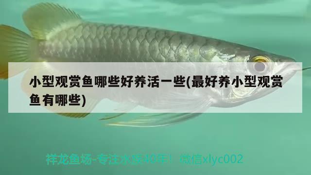 小型觀賞魚哪些好養(yǎng)活一些(最好養(yǎng)小型觀賞魚有哪些)