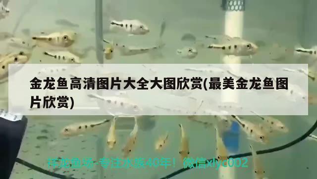 金龍魚高清圖片大全大圖欣賞(最美金龍魚圖片欣賞) 廣州祥龍國際水族貿(mào)易