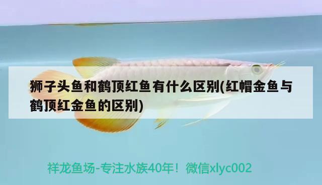 獅子頭魚和鶴頂紅魚有什么區(qū)別(紅帽金魚與鶴頂紅金魚的區(qū)別) 斑馬鴨嘴魚