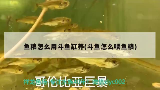 魚糧怎么用斗魚缸養(yǎng)(斗魚怎么喂魚糧) 星點(diǎn)金龍魚 第2張