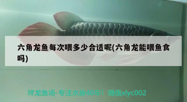 六角龍魚每次喂多少合適呢(六角龍能喂魚食嗎)