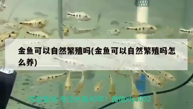 金魚可以自然繁殖嗎(金魚可以自然繁殖嗎怎么養(yǎng))