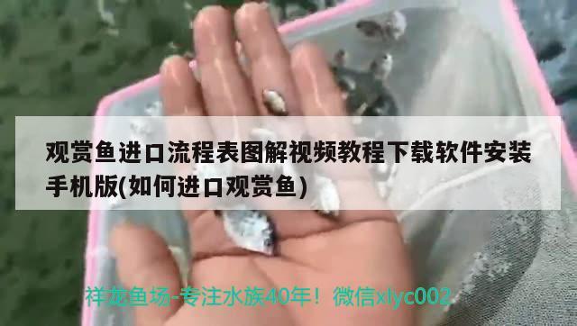 觀賞魚進口流程表圖解視頻教程下載軟件安裝手機版(如何進口觀賞魚) 觀賞魚進出口