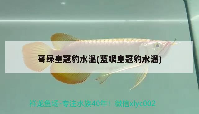 哥綠皇冠豹水溫(藍(lán)眼皇冠豹水溫) 飛鳳魚苗