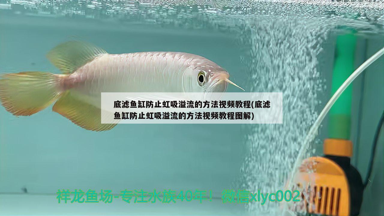 底濾魚缸防止虹吸溢流的方法視頻教程(底濾魚缸防止虹吸溢流的方法視頻教程圖解) 圣菲埃及魚