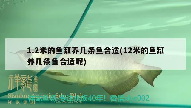 1.2米的魚缸養(yǎng)幾條魚合適(12米的魚缸養(yǎng)幾條魚合適呢) 大白鯊魚苗