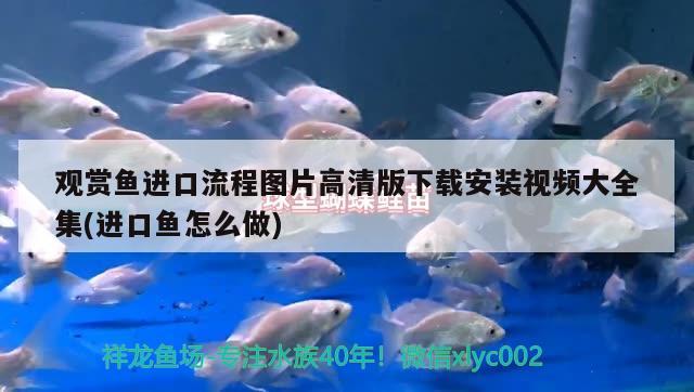 觀賞魚進(jìn)口流程圖片高清版下載安裝視頻大全集(進(jìn)口魚怎么做) 觀賞魚進(jìn)出口