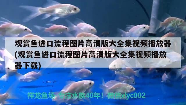 觀賞魚進(jìn)口流程圖片高清版大全集視頻播放器(觀賞魚進(jìn)口流程圖片高清版大全集視頻播放器下載)