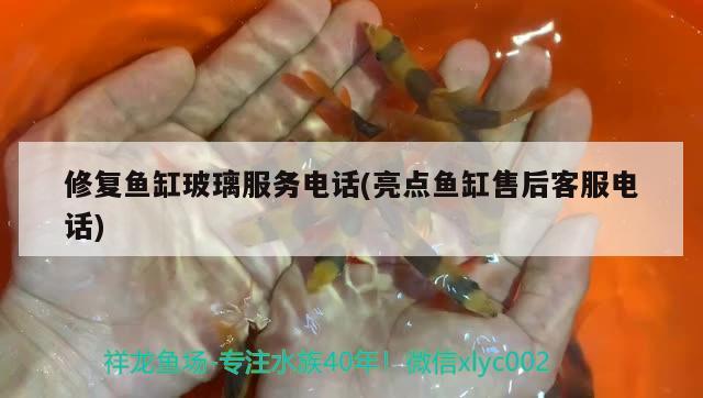 修復(fù)魚缸玻璃服務(wù)電話(亮點魚缸售后客服電話) 硝化細菌