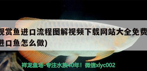 觀賞魚(yú)進(jìn)口流程圖解視頻下載網(wǎng)站大全免費(fèi)(進(jìn)口魚(yú)怎么做)