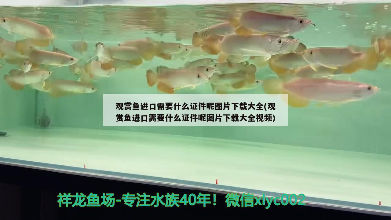 觀賞魚進(jìn)口需要什么證件呢圖片下載大全(觀賞魚進(jìn)口需要什么證件呢圖片下載大全視頻) 觀賞魚進(jìn)出口