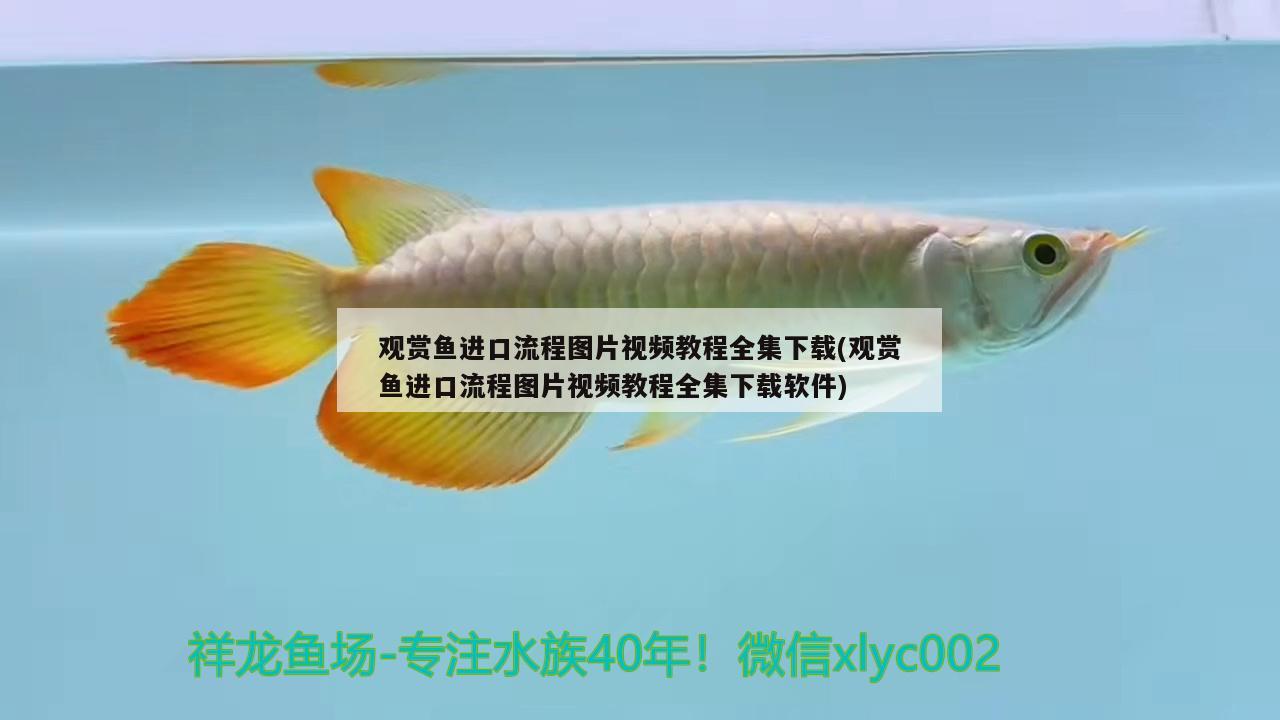 觀賞魚(yú)進(jìn)口流程圖片視頻教程全集下載(觀賞魚(yú)進(jìn)口流程圖片視頻教程全集下載軟件) 觀賞魚(yú)進(jìn)出口