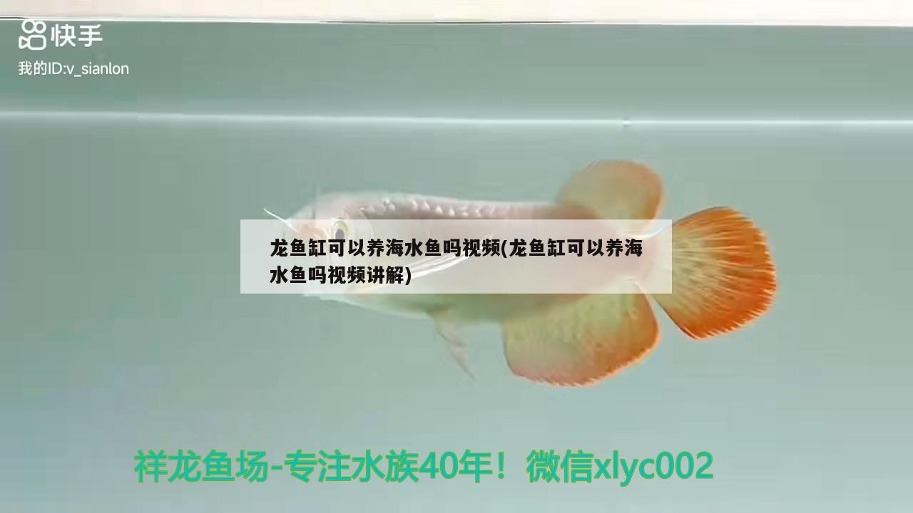 龍魚缸可以養(yǎng)海水魚嗎視頻(龍魚缸可以養(yǎng)海水魚嗎視頻講解)