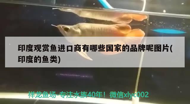 印度觀賞魚進口商有哪些國家的品牌呢圖片(印度的魚類)