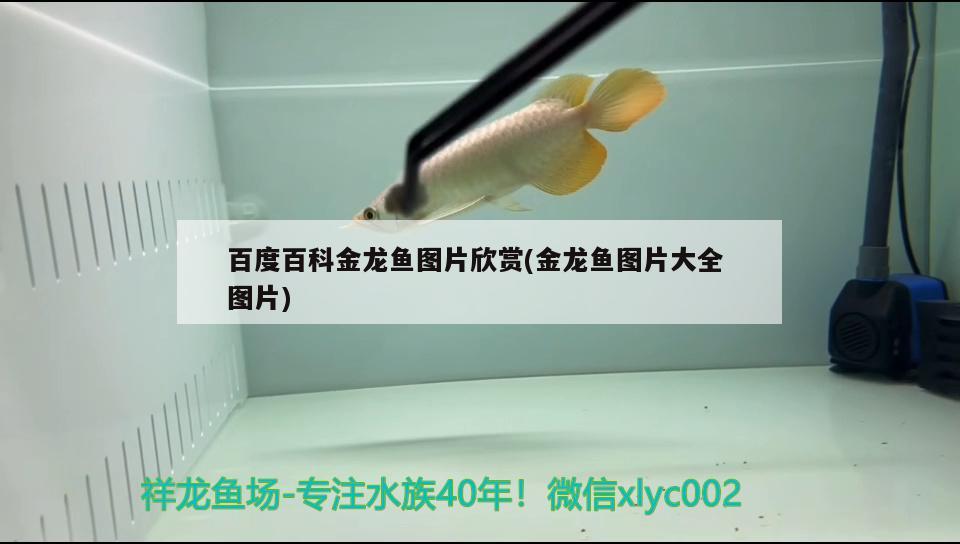 百度百科金龍魚(yú)圖片欣賞(金龍魚(yú)圖片大全圖片) 泰國(guó)斗魚(yú)