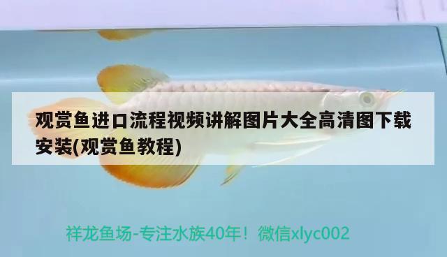 觀(guān)賞魚(yú)進(jìn)口流程視頻講解圖片大全高清圖下載安裝(觀(guān)賞魚(yú)教程) 觀(guān)賞魚(yú)進(jìn)出口