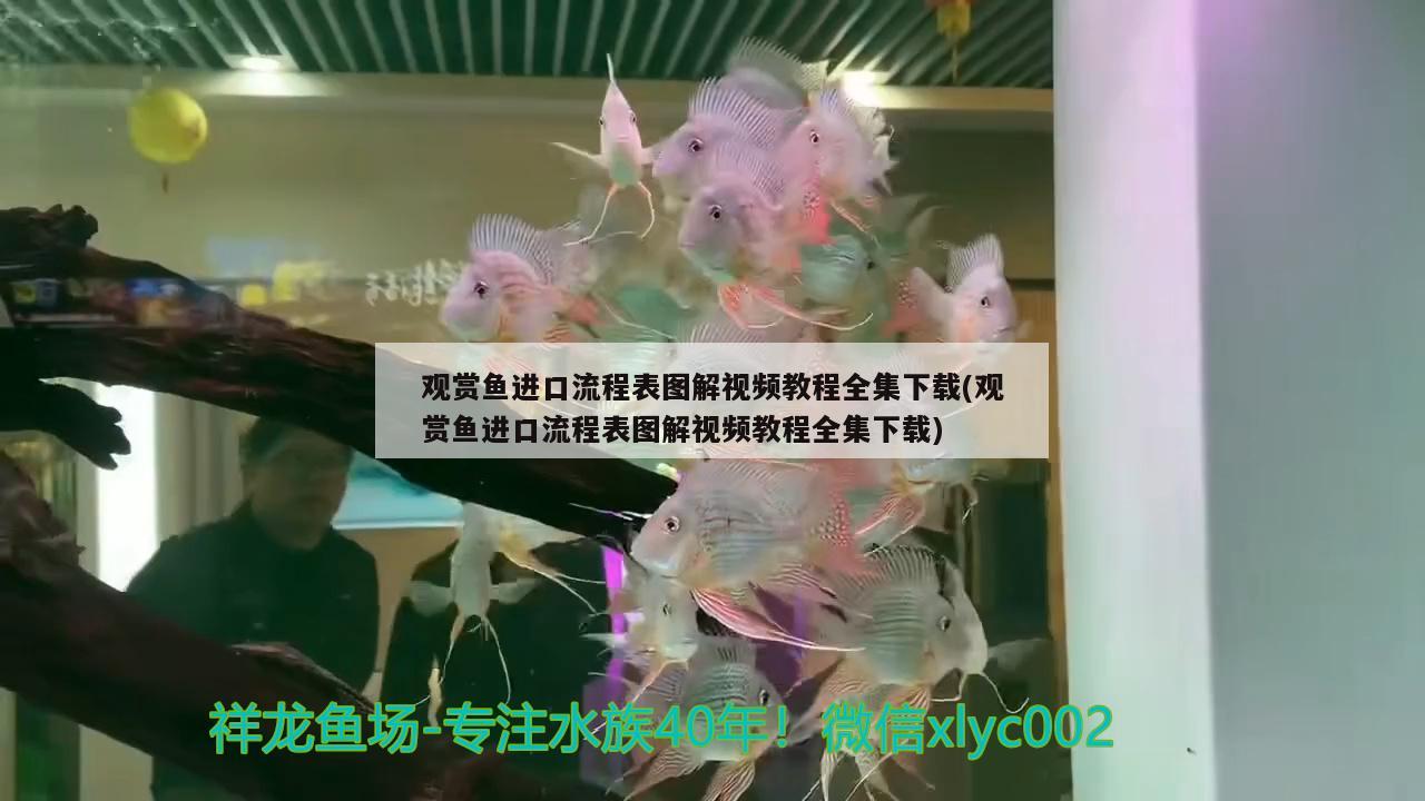 觀賞魚進(jìn)口流程表圖解視頻教程全集下載(觀賞魚進(jìn)口流程表圖解視頻教程全集下載) 觀賞魚進(jìn)出口