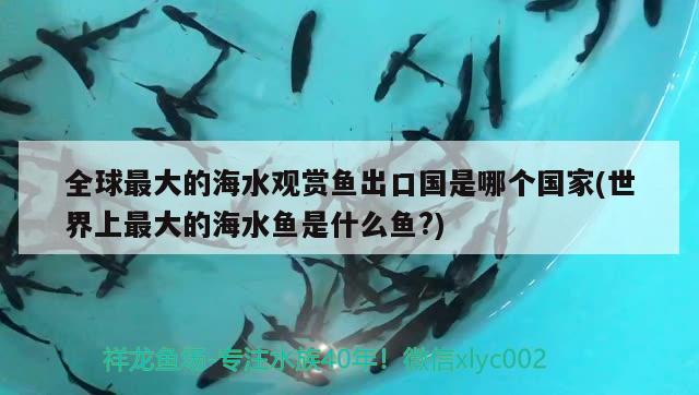 全球最大的海水觀賞魚出口國是哪個國家(世界上最大的海水魚是什么魚?)