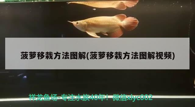 菠蘿移栽方法圖解(菠蘿移栽方法圖解視頻) 大白鯊魚苗