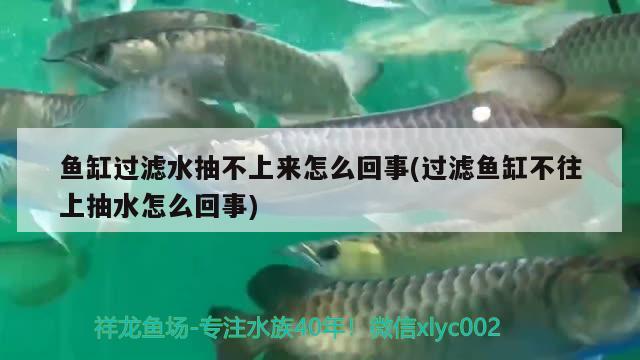 魚(yú)缸過(guò)濾水抽不上來(lái)怎么回事(過(guò)濾魚(yú)缸不往上抽水怎么回事) 大正錦鯉魚(yú)