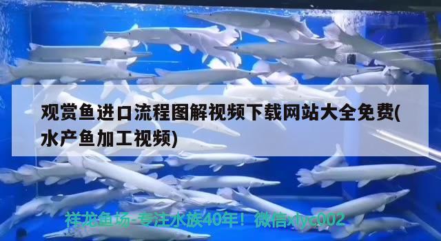 觀賞魚(yú)進(jìn)口流程圖解視頻下載網(wǎng)站大全免費(fèi)(水產(chǎn)魚(yú)加工視頻)