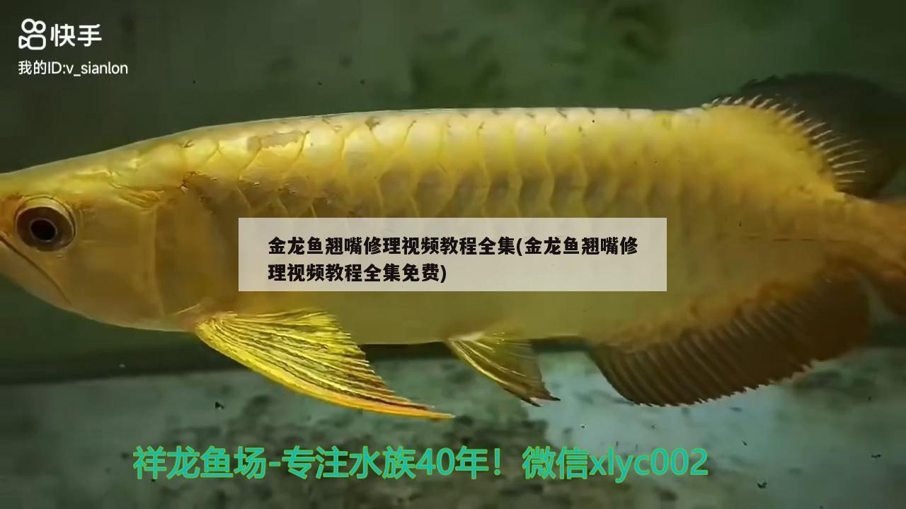 金龍魚翹嘴修理視頻教程全集(金龍魚翹嘴修理視頻教程全集免費)