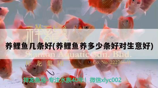 養(yǎng)鯉魚幾條好(養(yǎng)鯉魚養(yǎng)多少條好對生意好) 銀河星鉆魚