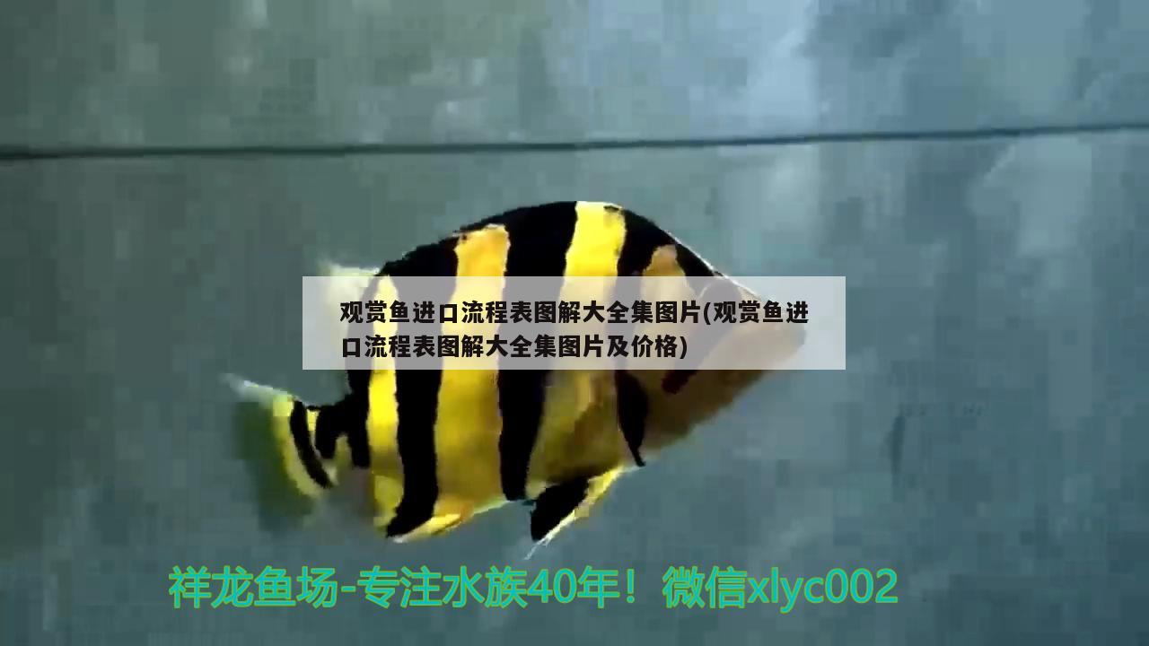 觀賞魚進口流程表圖解大全集圖片(觀賞魚進口流程表圖解大全集圖片及價格)