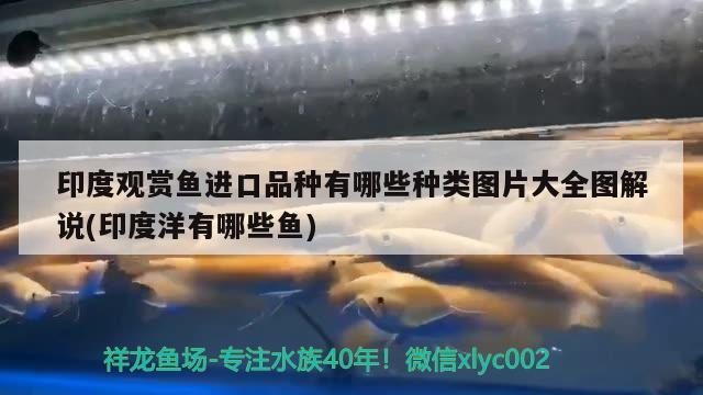 印度觀賞魚進(jìn)口品種有哪些種類圖片大全圖解說(shuō)(印度洋有哪些魚) 觀賞魚進(jìn)出口