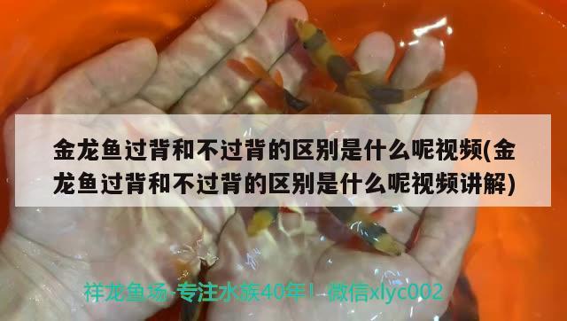 金龍魚過背和不過背的區(qū)別是什么呢視頻(金龍魚過背和不過背的區(qū)別是什么呢視頻講解) 薩伊藍魚